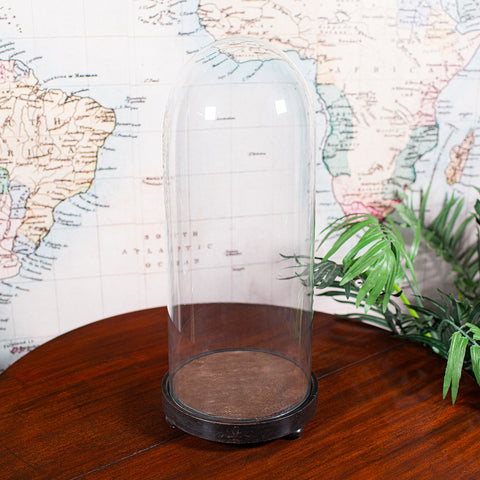 Tall Antique Victorian Taxidermy Dome, English, Glass Collector's Showcase, 1900