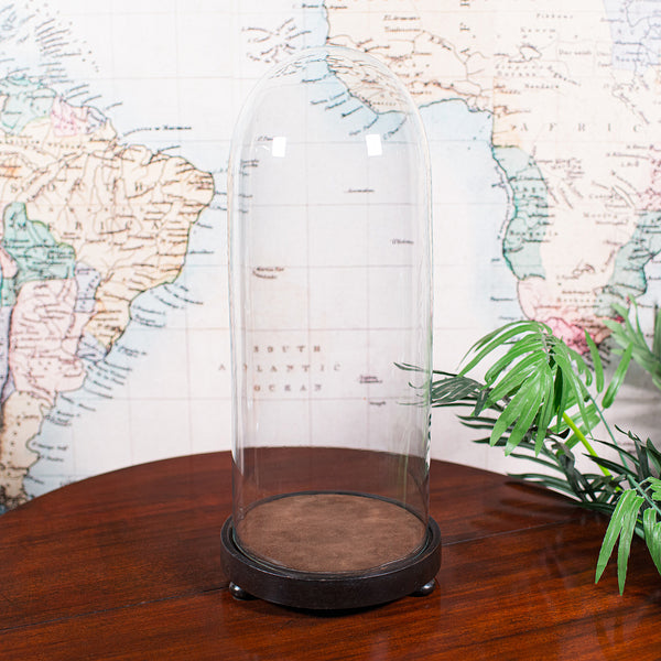 Tall Victorian Antique Specimen Showcase Dome, English, Glass, Taxidermy, 1895