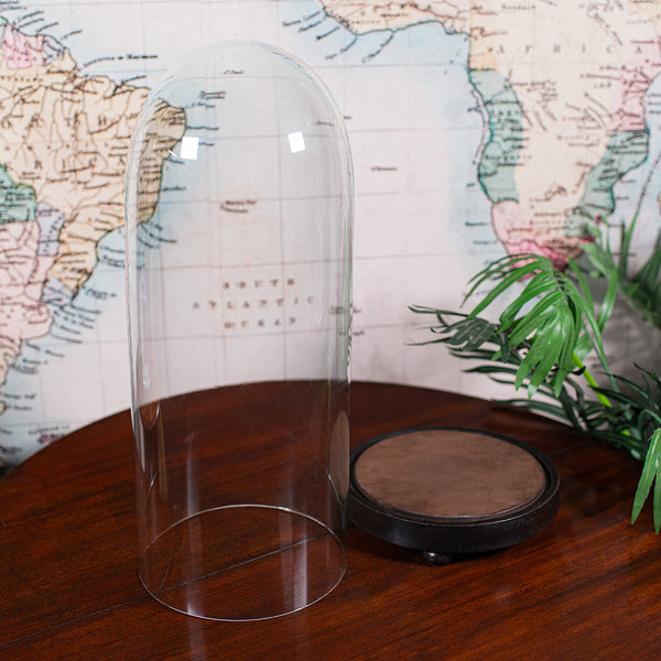 Tall Victorian Antique Specimen Showcase Dome, English, Glass, Taxidermy, 1895
