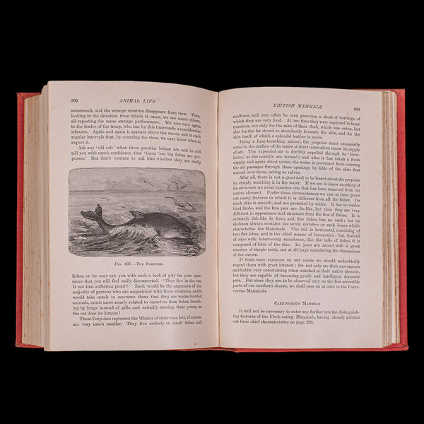 Antique Reference Book, The Outdoor World, English, Natural Interest, George V