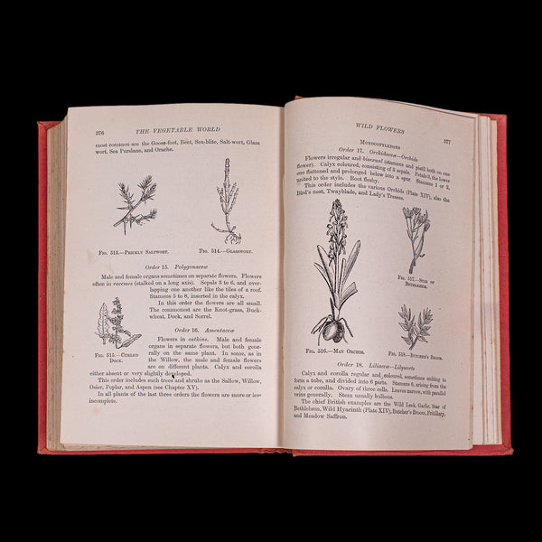 Antique Reference Book, The Outdoor World, English, Natural Interest, George V