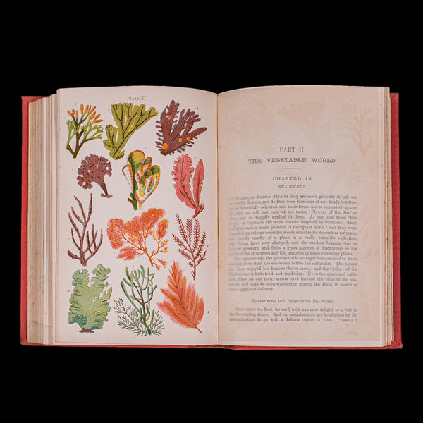 Antique Reference Book, The Outdoor World, English, Natural Interest, George V