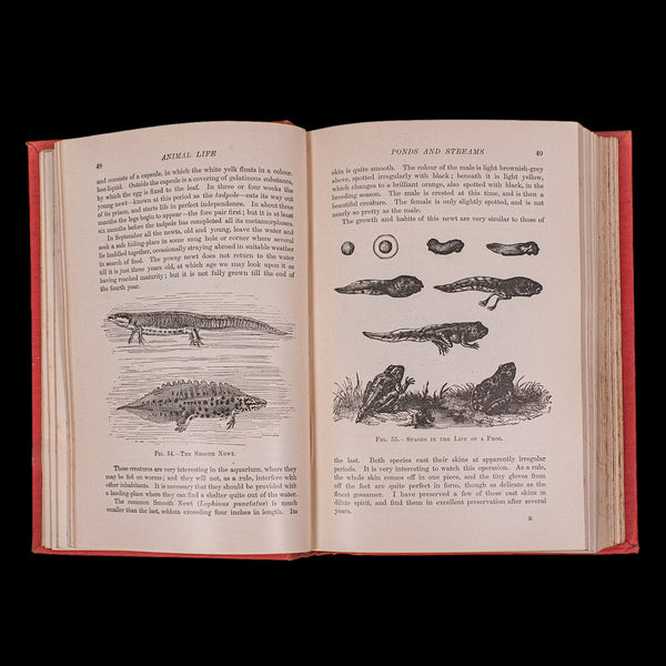Antique Reference Book, The Outdoor World, English, Natural Interest, George V