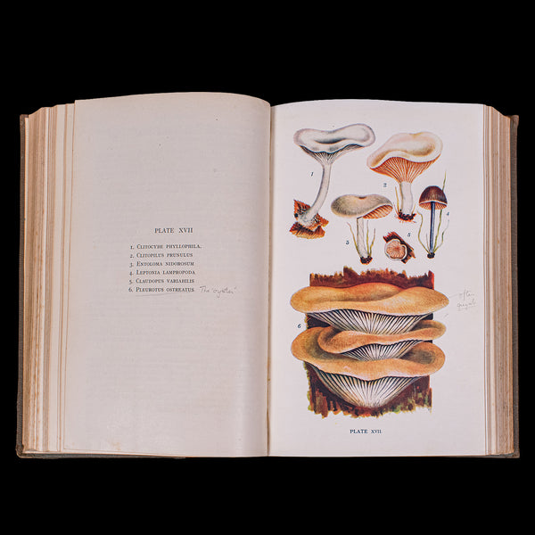 Antique Reference Book, British Fungi, George Massee, English, Natural, Science