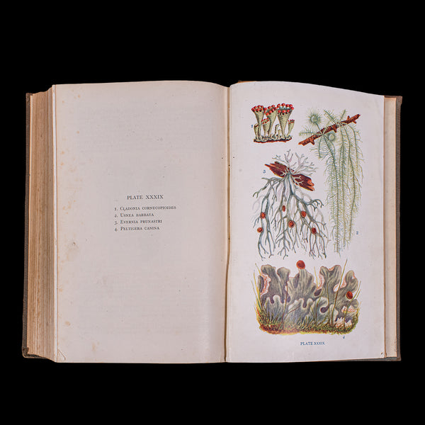 Antique Reference Book, British Fungi, George Massee, English, Natural, Science