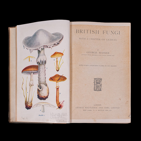 Antique Reference Book, British Fungi, George Massee, English, Natural, Science