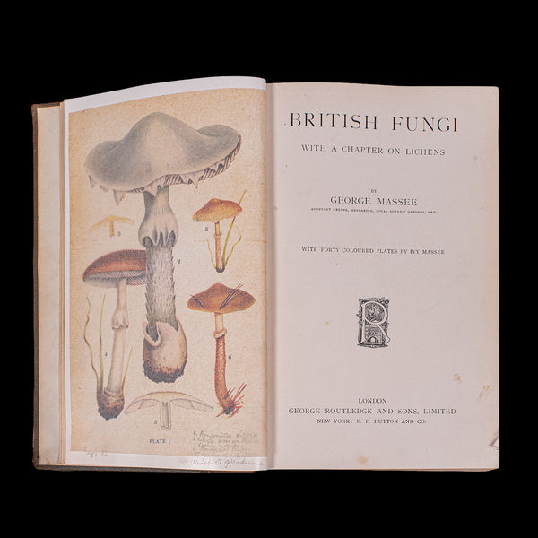 Antique Reference Book, British Fungi, George Massee, English, Natural, Science