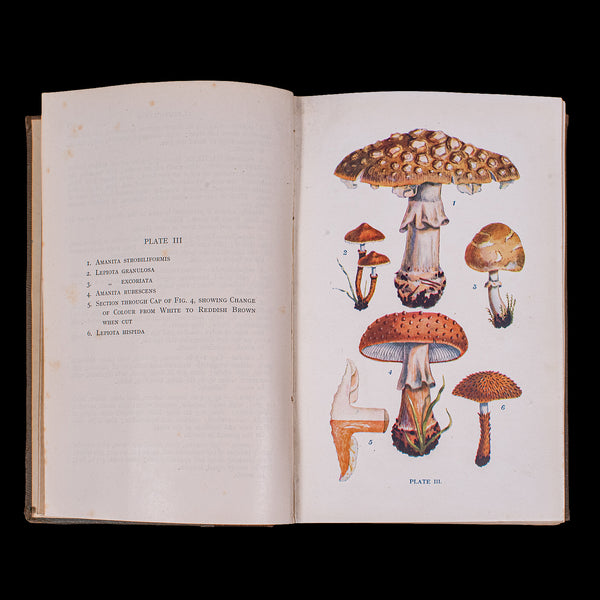 Antique Reference Book, British Fungi, George Massee, English, Natural, Science