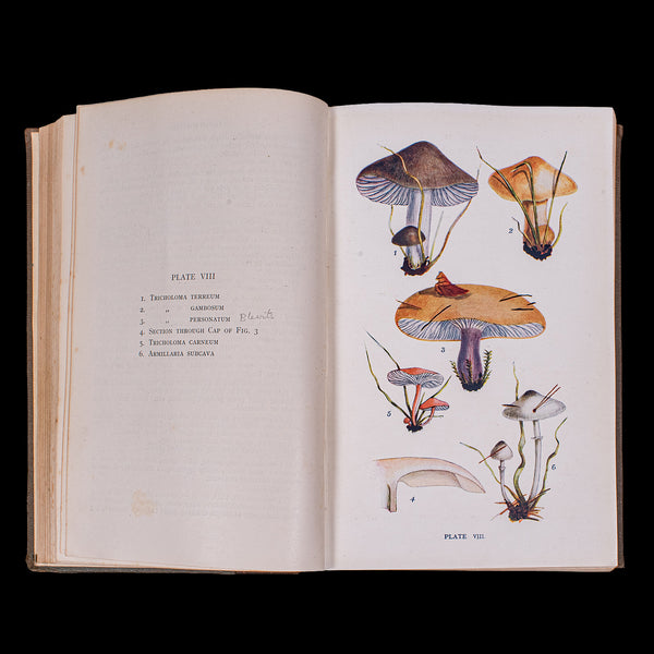 Antique Reference Book, British Fungi, George Massee, English, Natural, Science