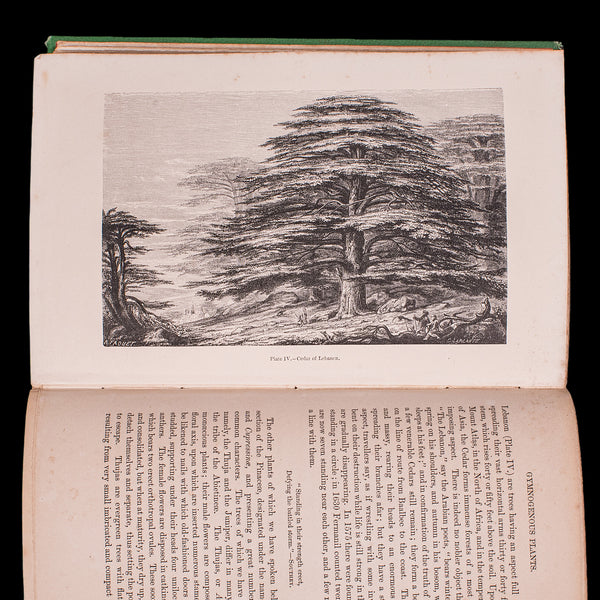 Antique Reference Book, The Vegetable World, English, Louis Figuier, Victorian