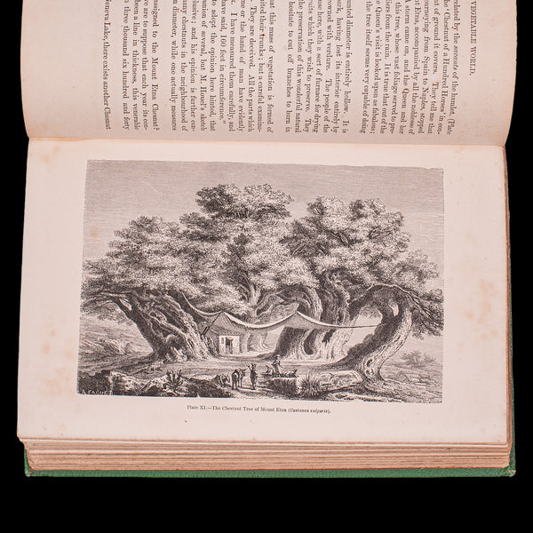 Antique Reference Book, The Vegetable World, English, Louis Figuier, Victorian