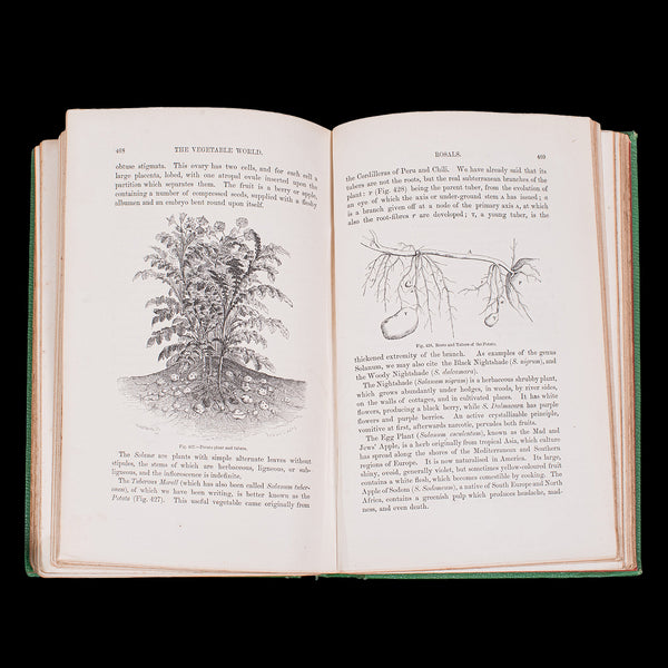 Antique Reference Book, The Vegetable World, English, Louis Figuier, Victorian