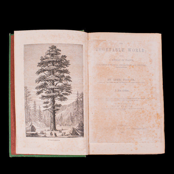 Antique Reference Book, The Vegetable World, English, Louis Figuier, Victorian