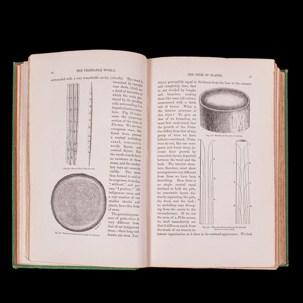 Antique Reference Book, The Vegetable World, English, Louis Figuier, Victorian
