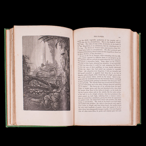 Antique Reference Book, The Vegetable World, English, Louis Figuier, Victorian