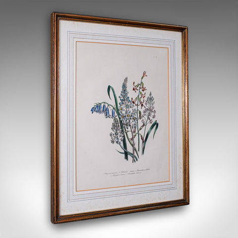 Vintage Botanical Picture, English, Framed, Foliate Art Print, After Jane Loudon