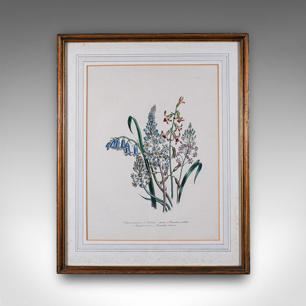 Vintage Botanical Picture, English, Framed, Foliate Art Print, After Jane Loudon