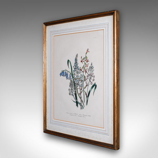 Vintage Botanical Picture, English, Framed, Foliate Art Print, After Jane Loudon