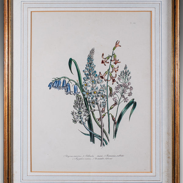 Vintage Botanical Picture, English, Framed, Foliate Art Print, After Jane Loudon