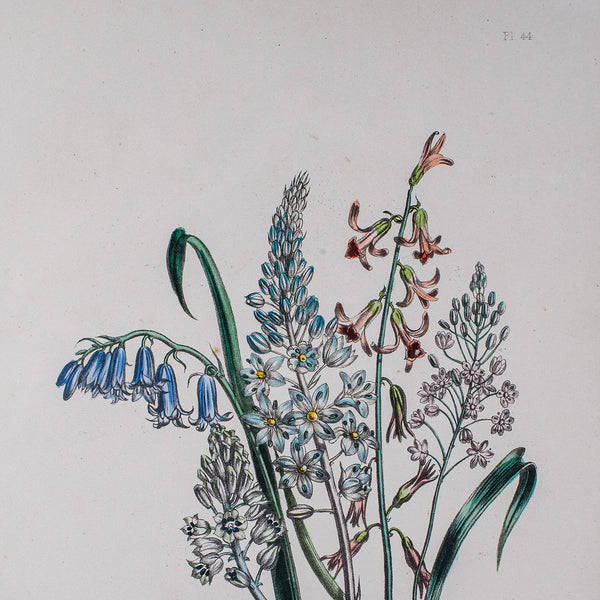 Vintage Botanical Picture, English, Framed, Foliate Art Print, After Jane Loudon