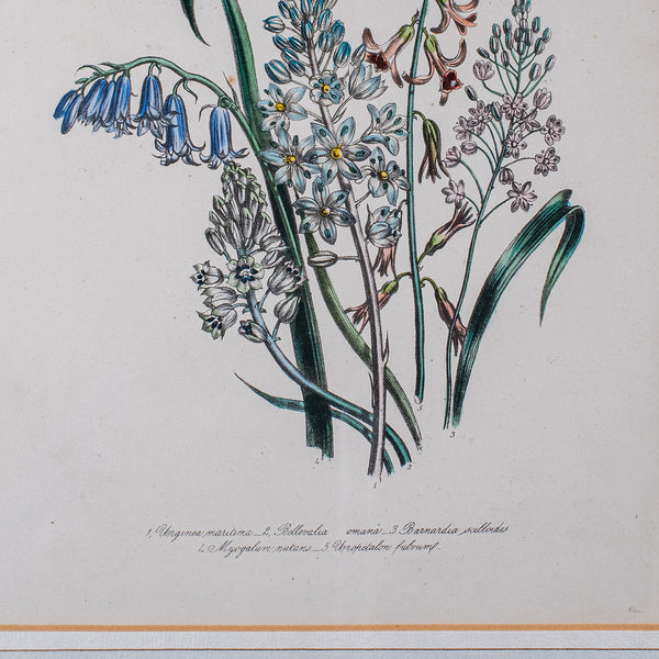 Vintage Botanical Picture, English, Framed, Foliate Art Print, After Jane Loudon