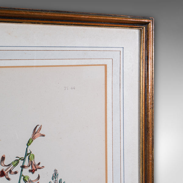 Vintage Botanical Picture, English, Framed, Foliate Art Print, After Jane Loudon