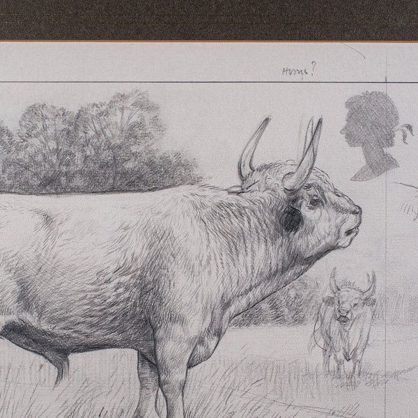Artist's Proof Sketch, English, Framed Drawing, Barry Driscoll, Chillingham Bull