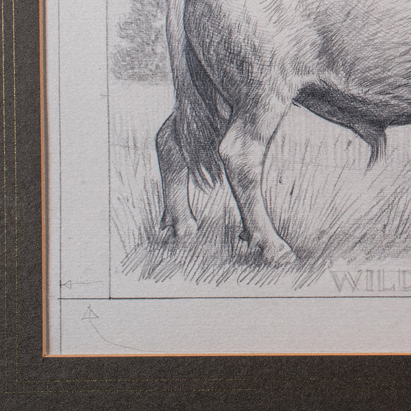 Artist's Proof Sketch, English, Framed Drawing, Barry Driscoll, Chillingham Bull
