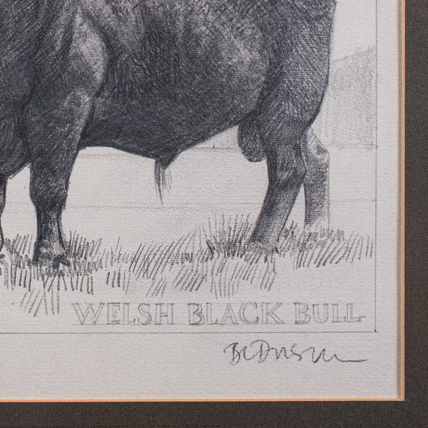 Vintage Stamp Proof Sketch, English, Barry Driscoll, Welsh Black Bull, Framed