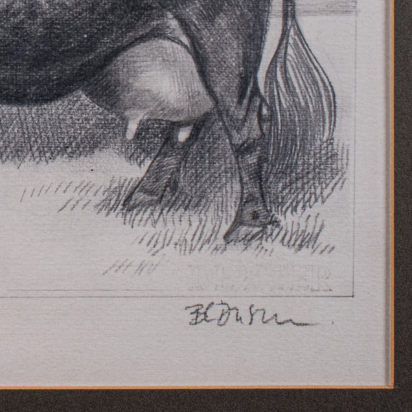 Vintage Irish Dexter Cow Proof, English, Framed Artist's Sketch, Barry Driscoll