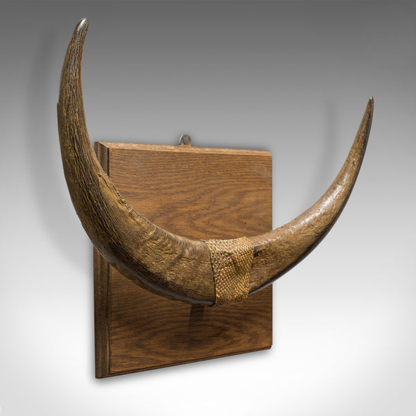 Antique Water Buffalo Mounted Trophy, Continental, Horn, Wall Display, Victorian - London Fine Antiques