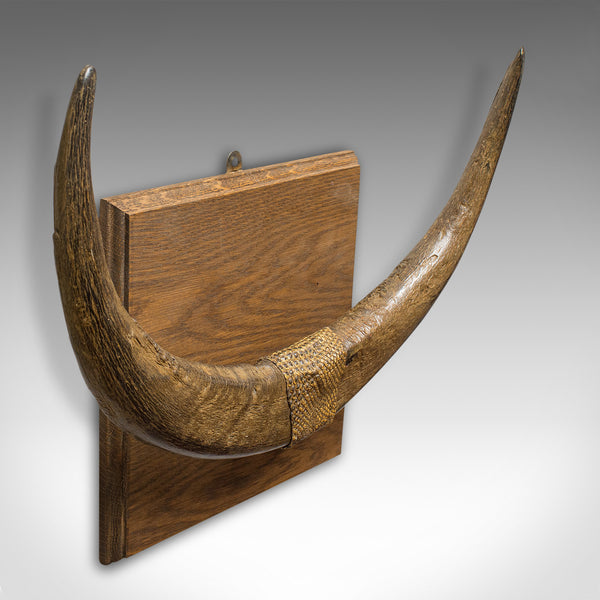 Antique Water Buffalo Mounted Trophy, Continental, Horn, Wall Display, Victorian - London Fine Antiques