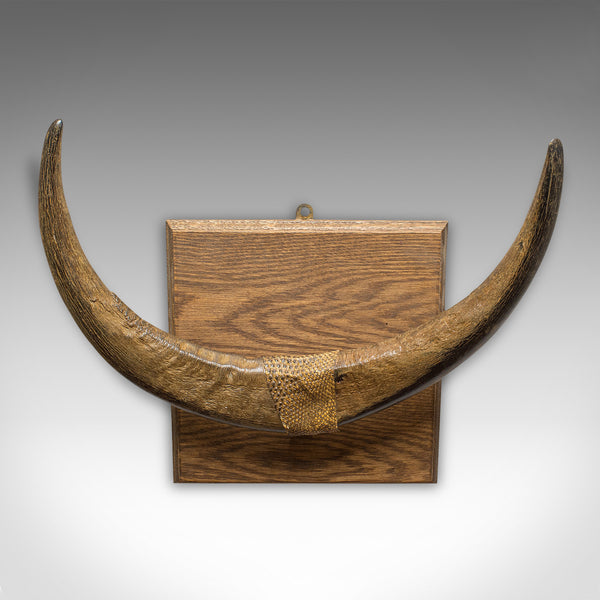 Antique Water Buffalo Mounted Trophy, Continental, Horn, Wall Display, Victorian - London Fine Antiques