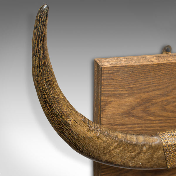 Antique Water Buffalo Mounted Trophy, Continental, Horn, Wall Display, Victorian - London Fine Antiques