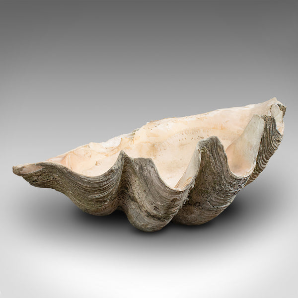 Set of 3, Antique Giant Clam Shells, Pacific, Tridacna Gigas, Display, C.1900