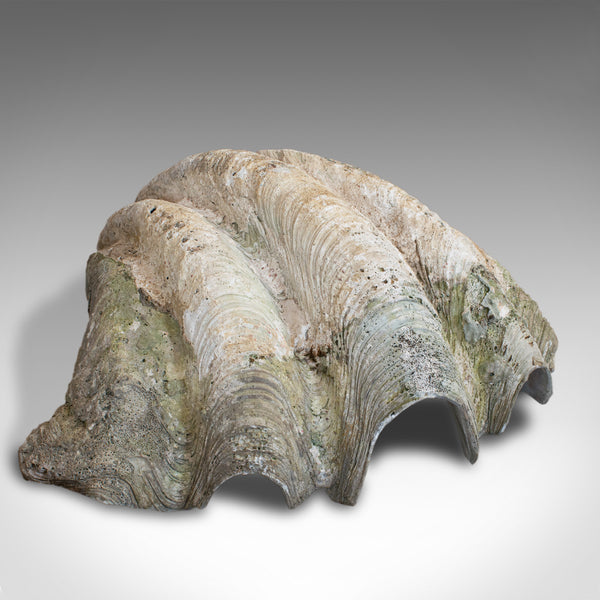 Set of 3, Antique Giant Clam Shells, Pacific, Tridacna Gigas, Display, C.1900