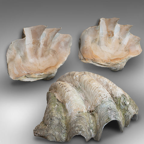 Set of 3, Antique Giant Clam Shells, Pacific, Tridacna Gigas, Display, C.1900