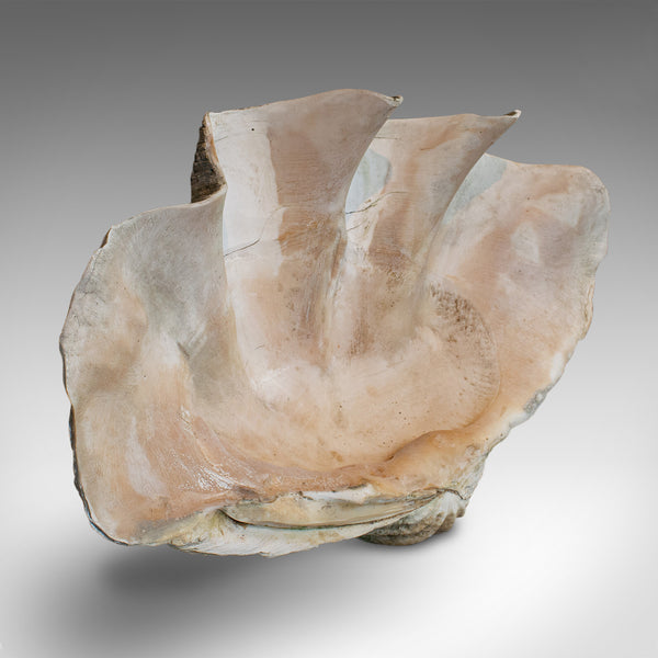 Set of 3, Antique Giant Clam Shells, Pacific, Tridacna Gigas, Display, C.1900