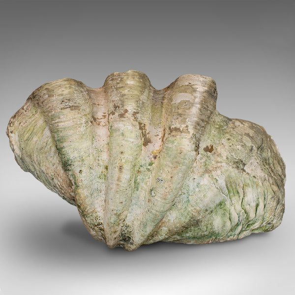 Set of 3, Antique Giant Clam Shells, Pacific, Tridacna Gigas, Display, C.1900