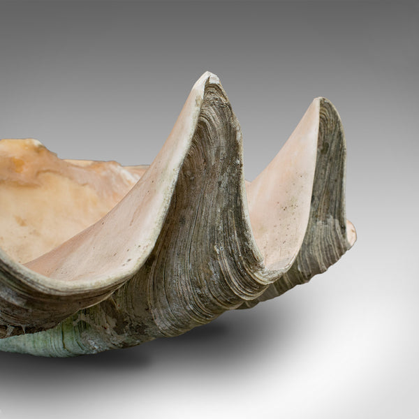 Set of 3, Antique Giant Clam Shells, Pacific, Tridacna Gigas, Display, C.1900