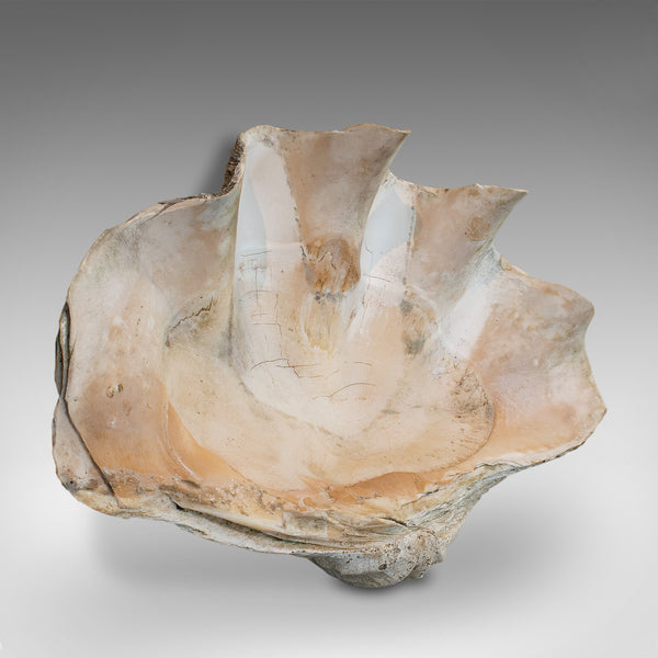 Set of 3, Antique Giant Clam Shells, Pacific, Tridacna Gigas, Display, C.1900