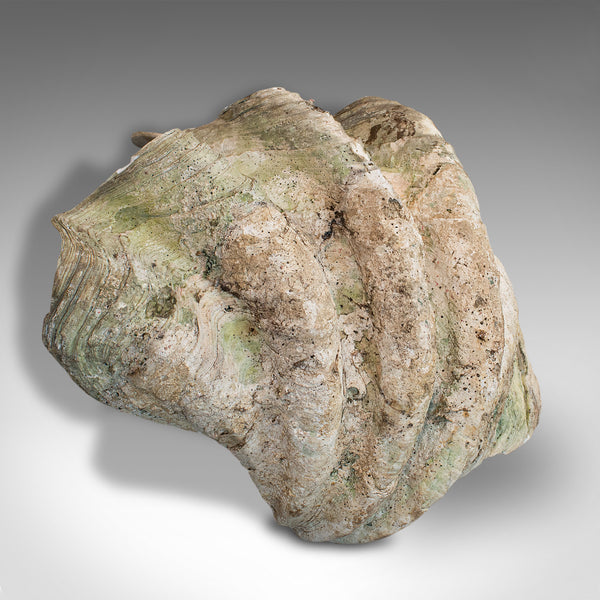 Set of 3, Antique Giant Clam Shells, Pacific, Tridacna Gigas, Display, C.1900