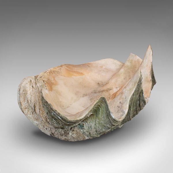 Set of 3, Antique Giant Clam Shells, Pacific, Tridacna Gigas, Display, C.1900