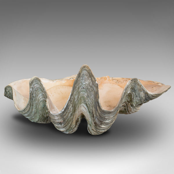 Set of 3, Antique Giant Clam Shells, Pacific, Tridacna Gigas, Display, C.1900