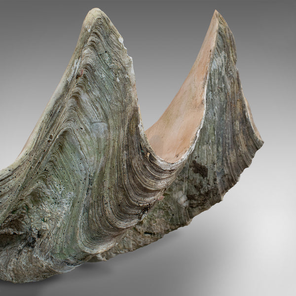 Set of 3, Antique Giant Clam Shells, Pacific, Tridacna Gigas, Display, C.1900