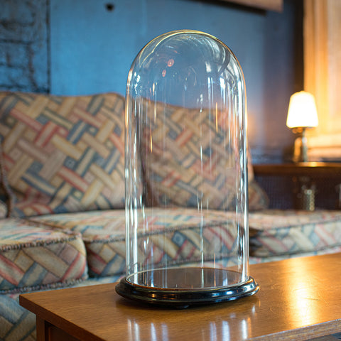 Antique Display Dome, Glass, Taxidermy, Collectibles, Showcase, Edwardian, 1910