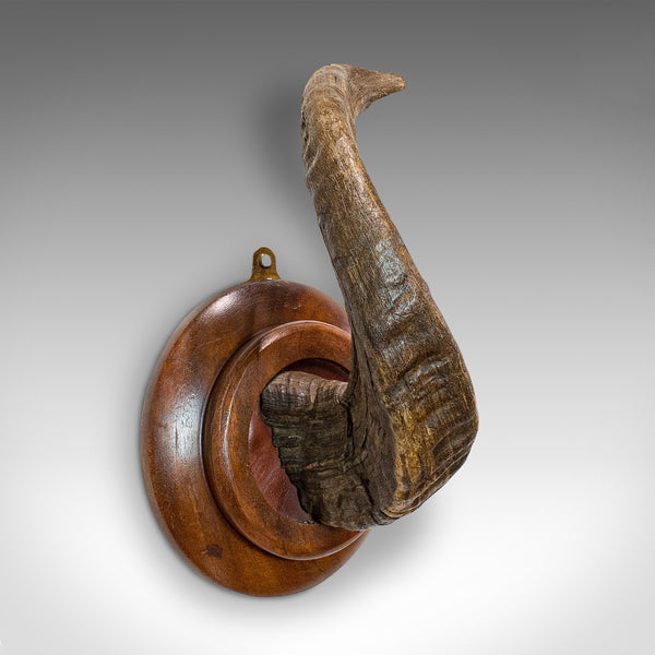 Vintage Ram's Horn, English, Mounted Display Piece, 20th Century, Circa 1970