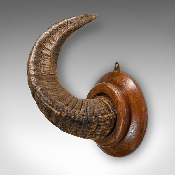Vintage Ram's Horn, English, Mounted Display Piece, 20th Century, Circa 1970
