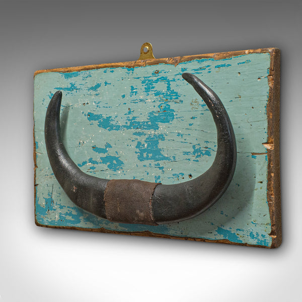 Vintage Mounted Horn, Continental, Water Buffalo Display, Mid 20th Century