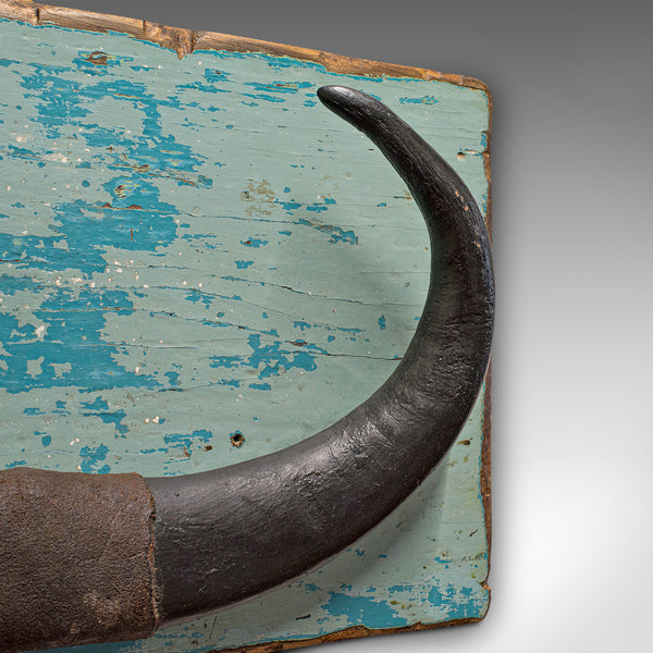 Vintage Mounted Horn, Continental, Water Buffalo Display, Mid 20th Century